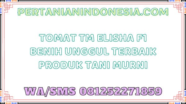Tomat TM Elisha F1 Benih Unggul Terbaik Produk Tani Murni